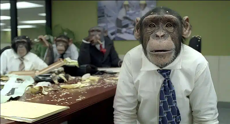monkey-board-meeting
